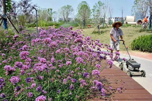 阜陽(yáng)這個(gè)游園,預(yù)計(jì)月底開(kāi)放