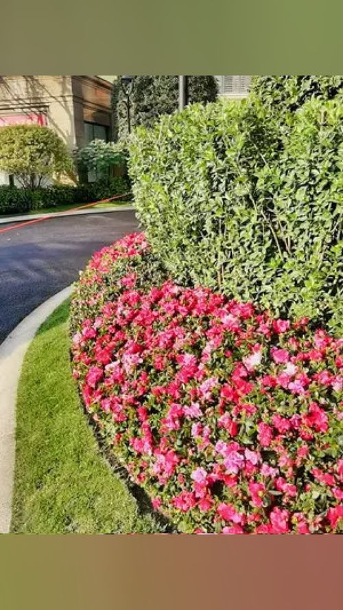 兩年前交工驗收,兩年后竣工驗收 工程案例實景圖 施工現場 工程案例 園林綠化 園林景觀