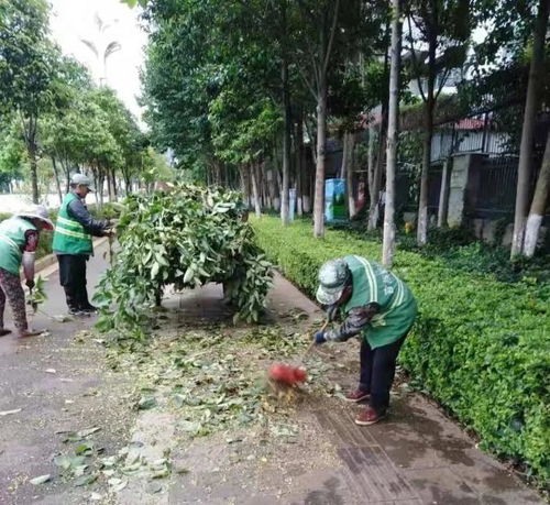 度假區城市管理局開展園林綠化安全隱患排查整治工作