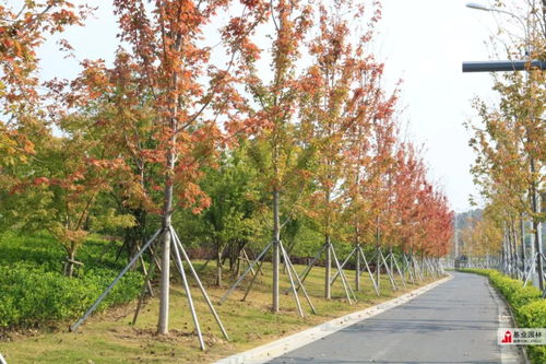 2019年蘇州市園林綠化示范工程丨有軌電車1號線延伸線景觀綠化工程七標(biāo)段