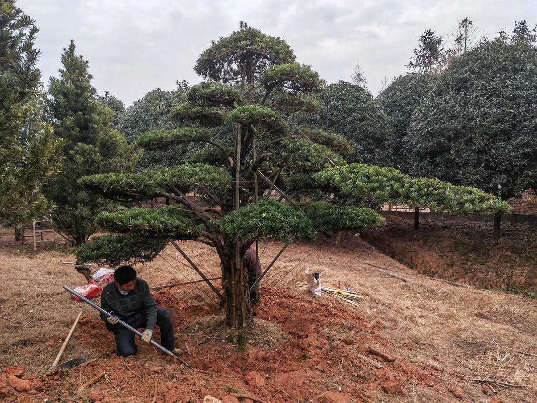 樂安縣古樟灣四季花海 園林綠化與體育設施一體化建設施工現場紀實